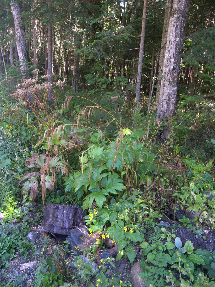 Image of familia Poaceae specimen.