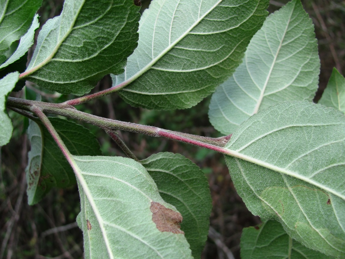 Изображение особи Malus sylvestris.