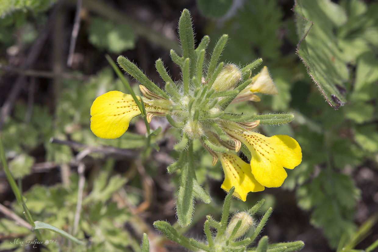 Image of Ajuga chia specimen.