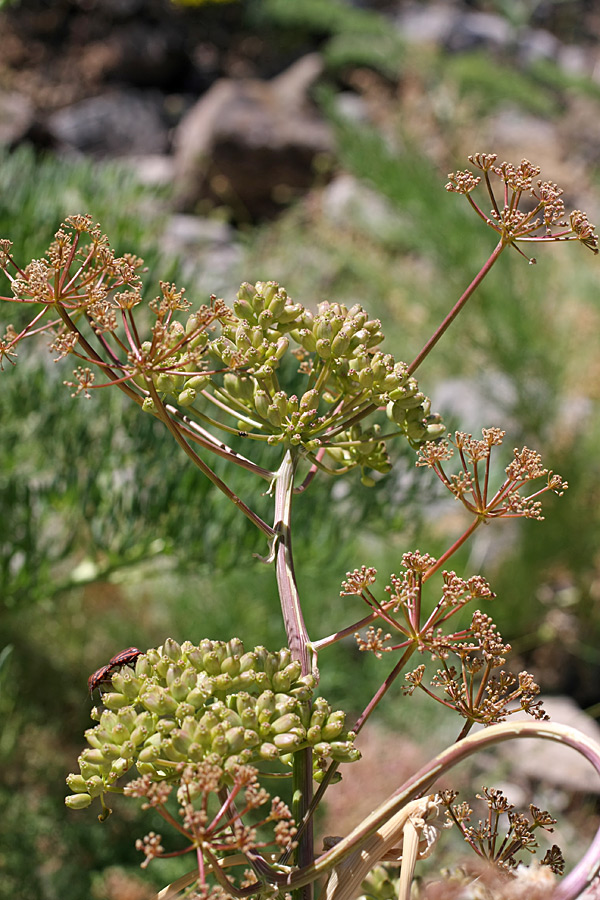 Изображение особи Ferula samarkandica.