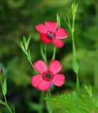Linum grandiflorum. Верхушки побегов с цветком и бутонами (культивар). Московская обл., Раменский р-н, окр. дер. Хрипань, садовый участок. 02.08.2015.