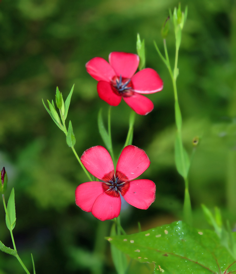 Image of Linum grandiflorum specimen.