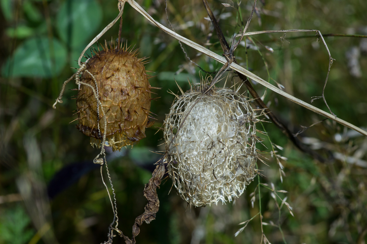 Изображение особи Echinocystis lobata.