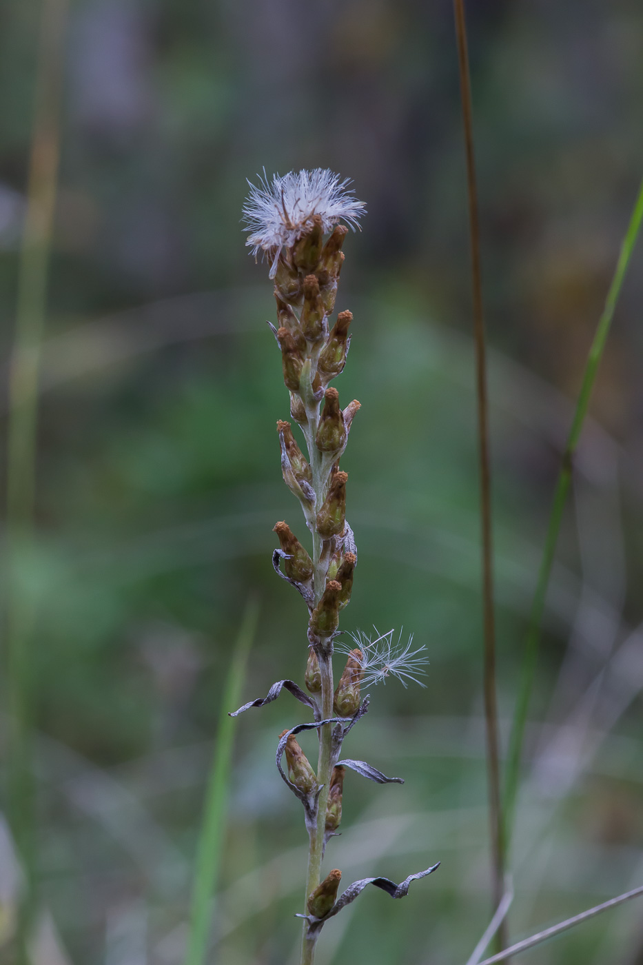 Изображение особи Omalotheca sylvatica.