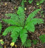 Dryopteris crassirhizoma. Взрослое растение. Приморье, Лазовский р-н, остров Петрова, смешанный лес. 09.08.2015.