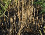 Plantago tenuiflora