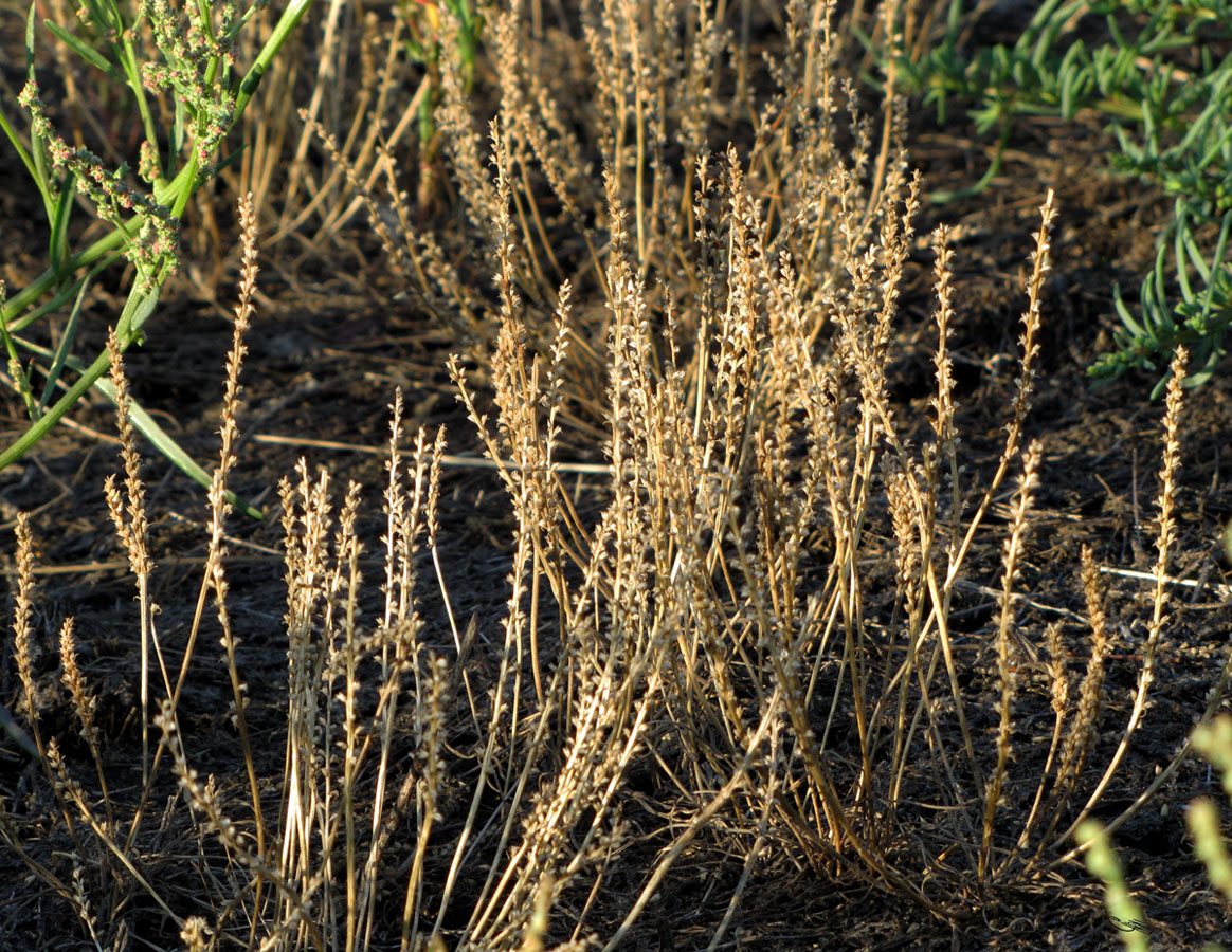 Image of Plantago tenuiflora specimen.