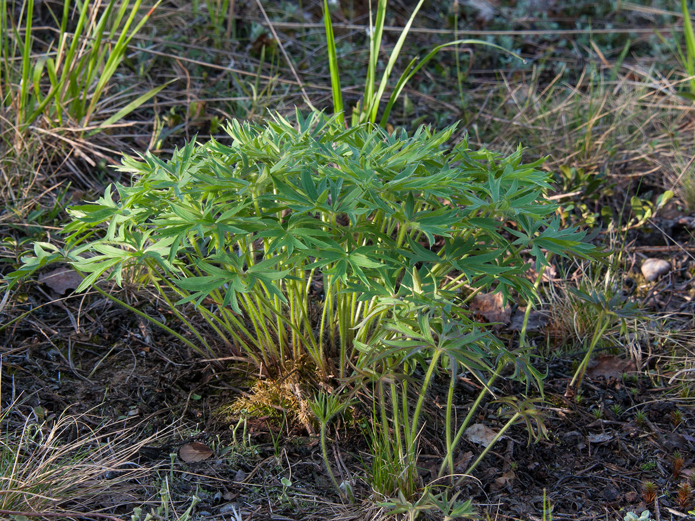 Изображение особи Pulsatilla uralensis.