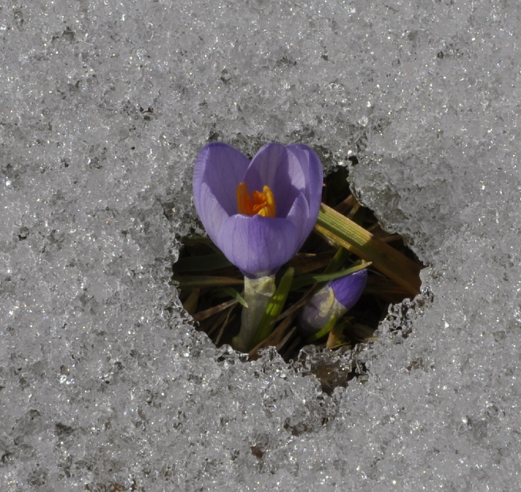 Image of Crocus veluchensis specimen.