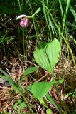Cypripedium guttatum. Цветущее растение. Свердловская обл., Североуральский городской округ, окр. пос. Сосьва, обочина дороги, сосновый лес. 13.06.2015.