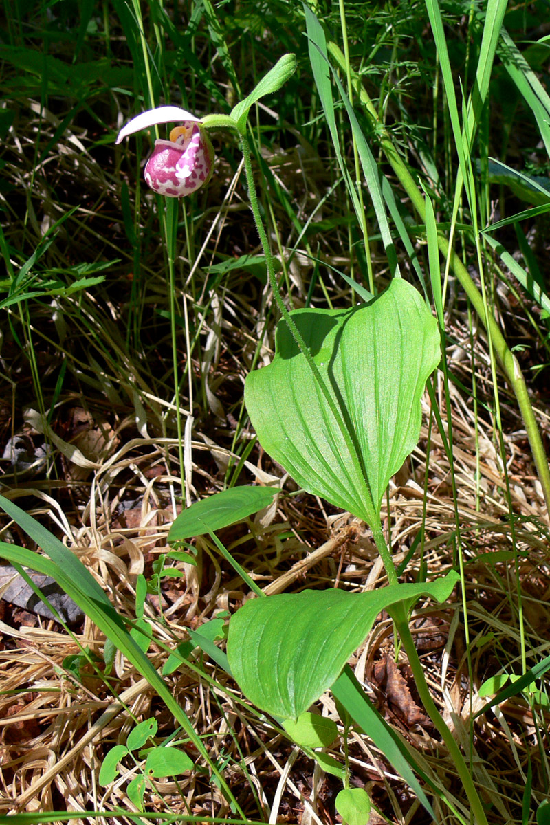 Image of Cypripedium guttatum specimen.