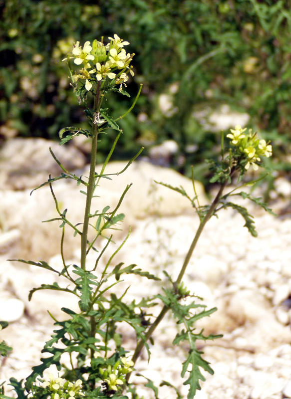 Image of Erucastrum gallicum specimen.