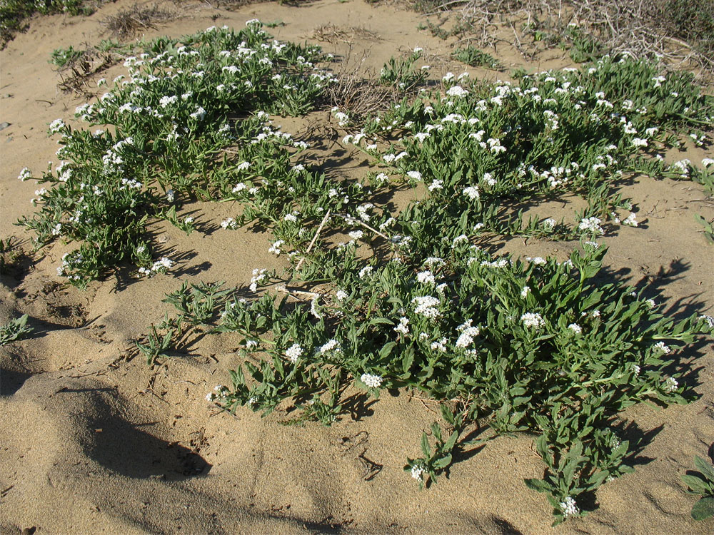 Изображение особи Heliotropium erosum.