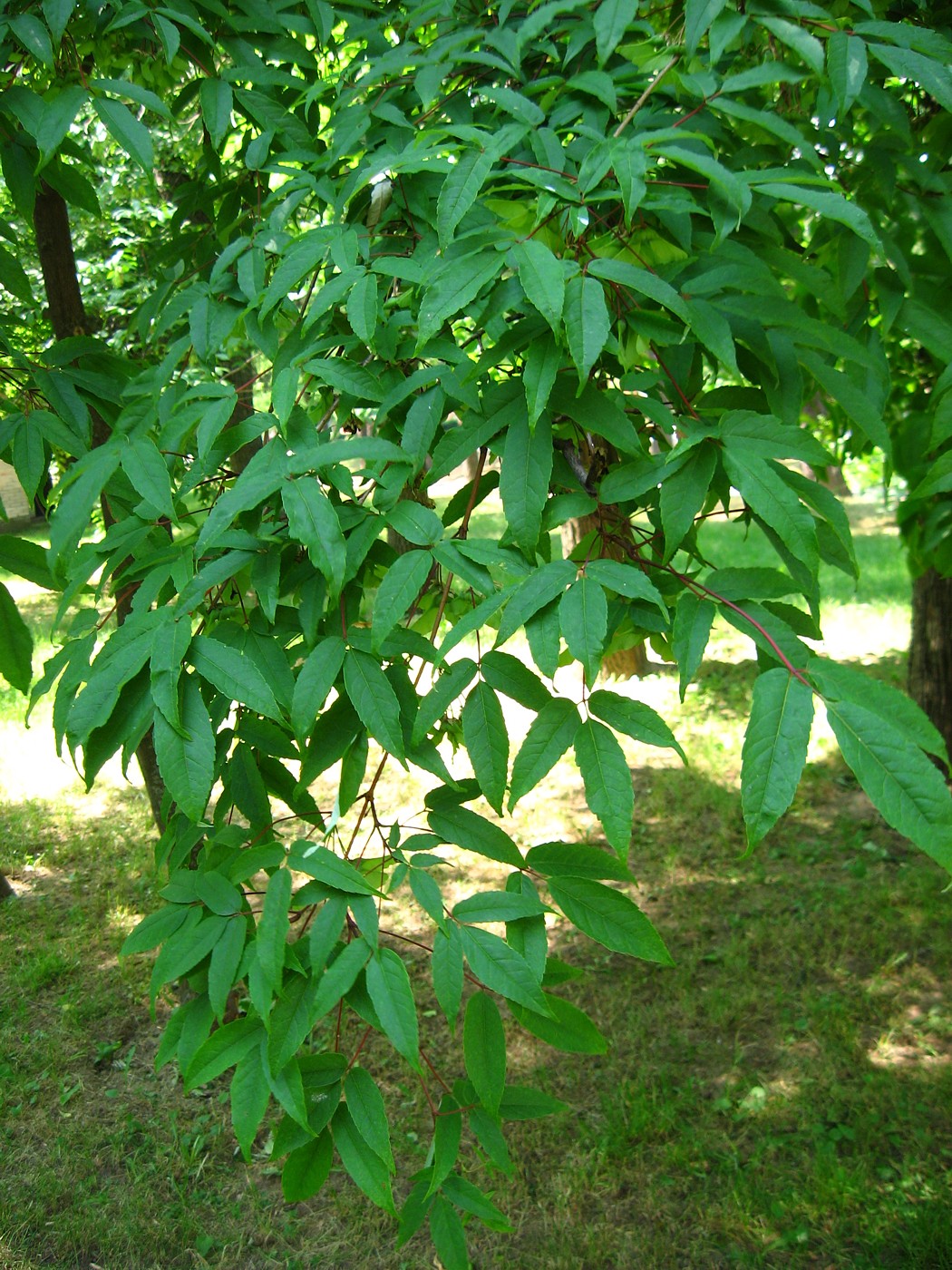 Image of Acer mandshuricum specimen.