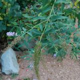 Buddleja davidii