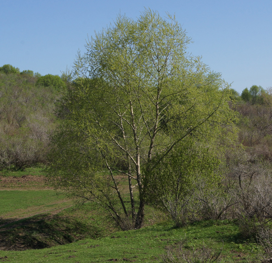 Image of genus Salix specimen.