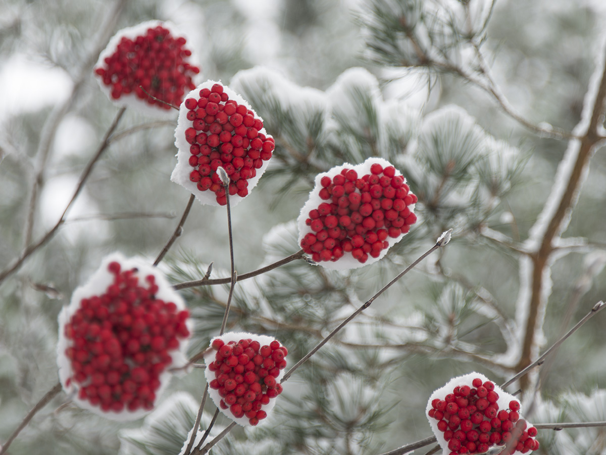 Изображение особи Sorbus aucuparia.