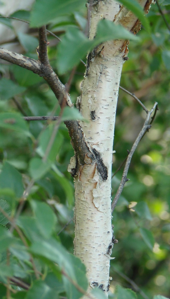 Изображение особи Betula microphylla.