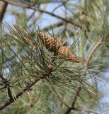 Pinus pallasiana