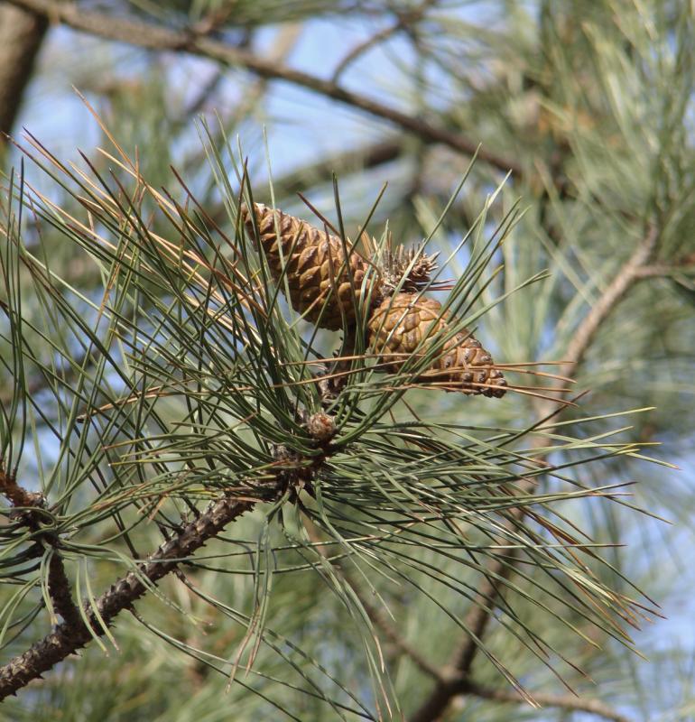 Изображение особи Pinus pallasiana.