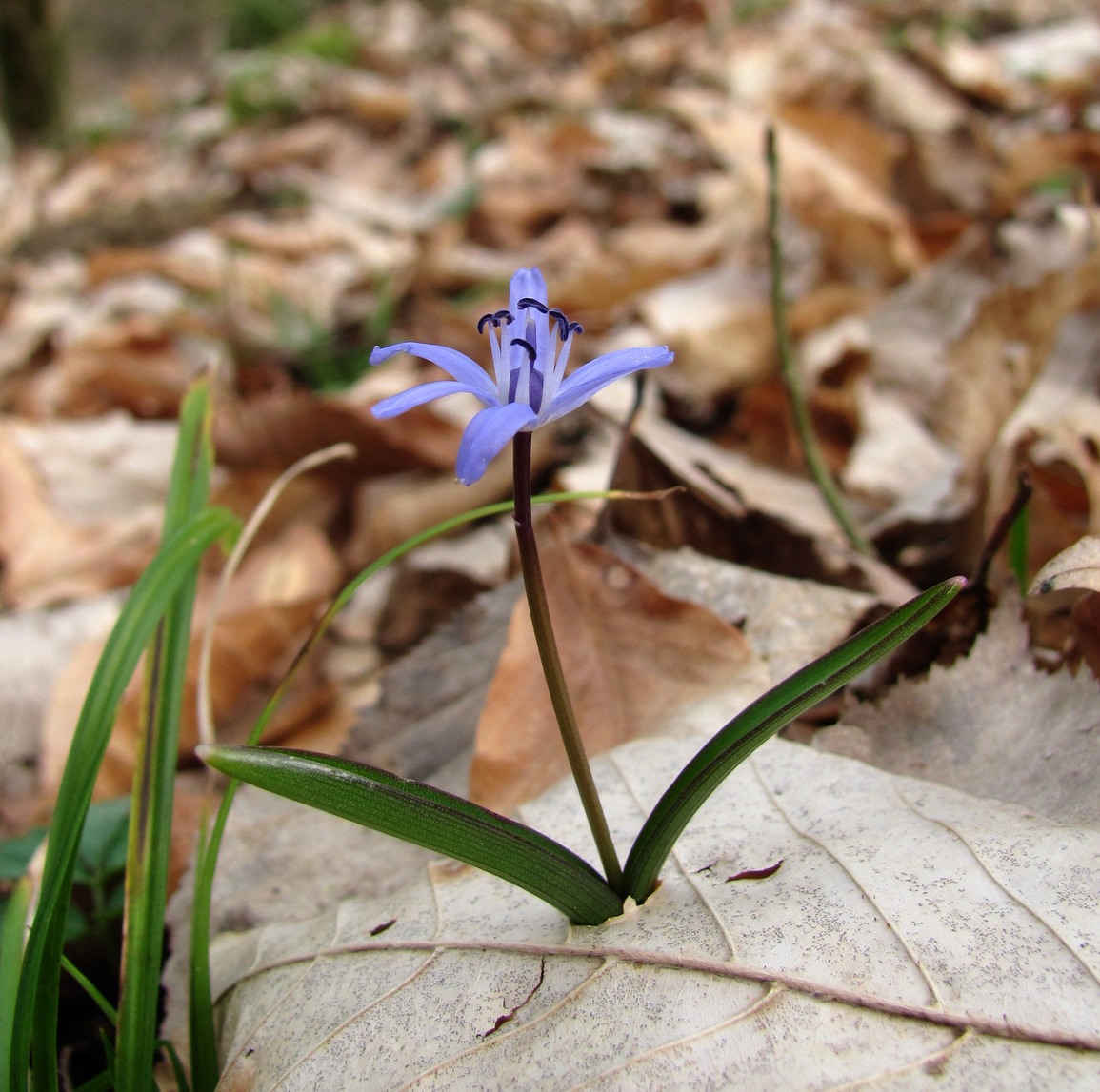 Image of Scilla bifolia specimen.