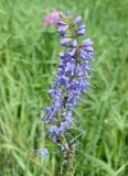 Veronica longifolia