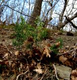 Ruscus aculeatus