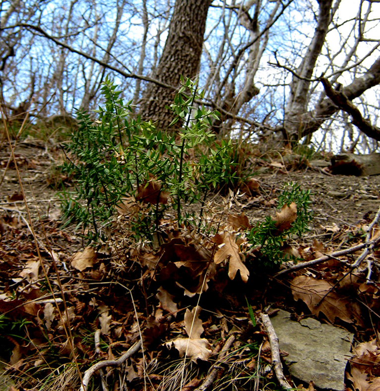 Изображение особи Ruscus aculeatus.