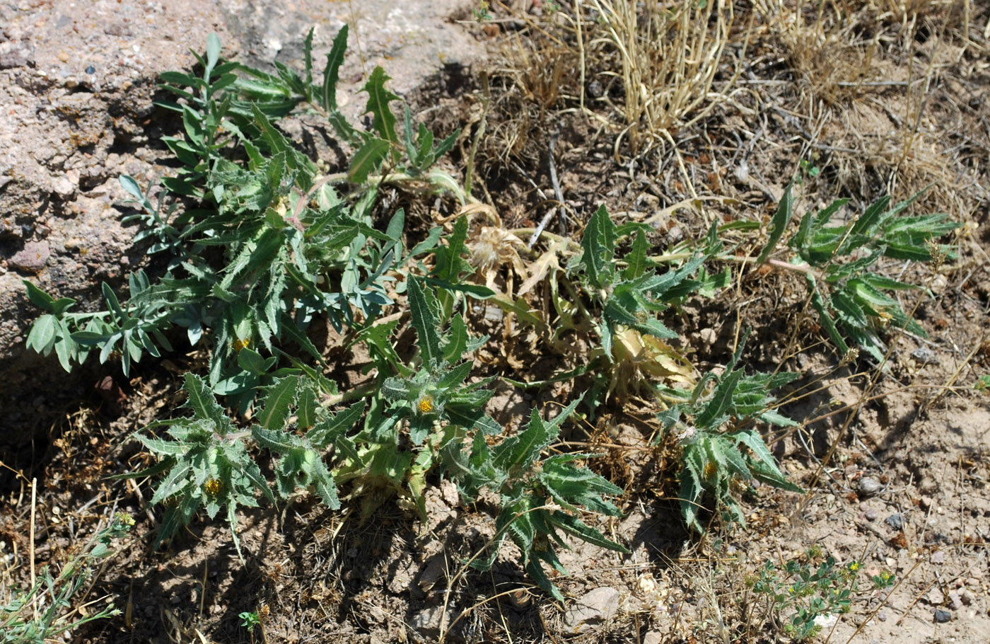 Image of Centaurea benedicta specimen.