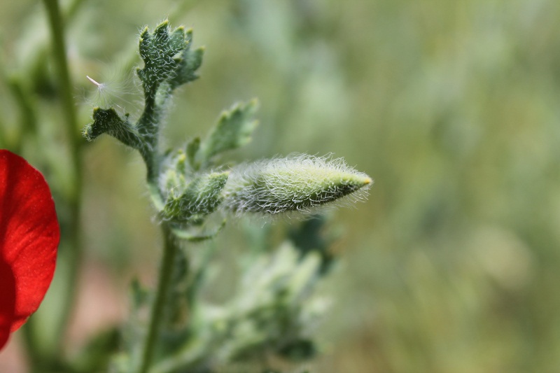 Image of Glaucium corniculatum specimen.