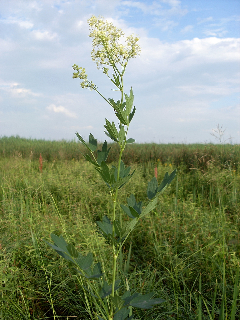 Image of Thalictrum flavum specimen.