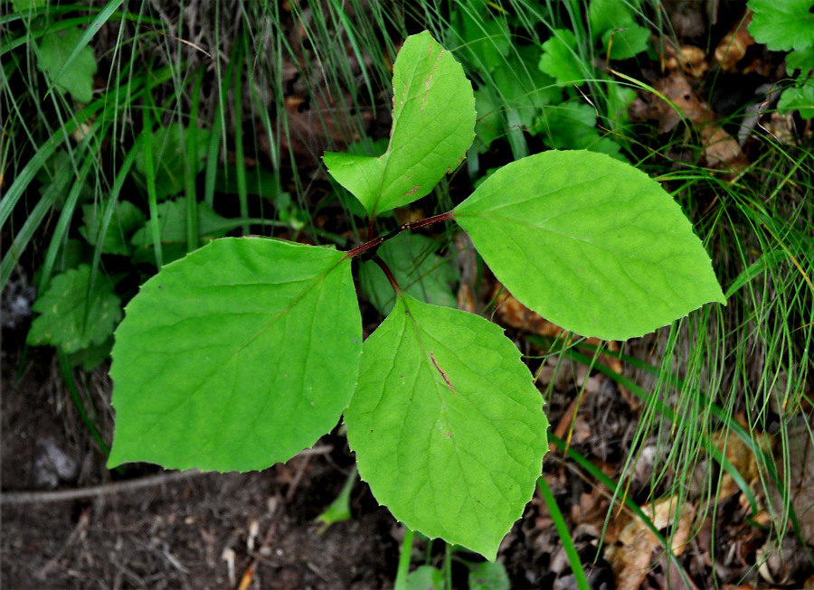 Изображение особи Schisandra chinensis.