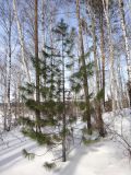 Pinus sibirica. Молодое деревце. Иркутская обл., архитектурно-этнографический музей \"Тальцы\", осиново-берёзовый лес с примесью хвойных деревьев, кромка берегового обрыва р. Ангара. 13.03.2016.