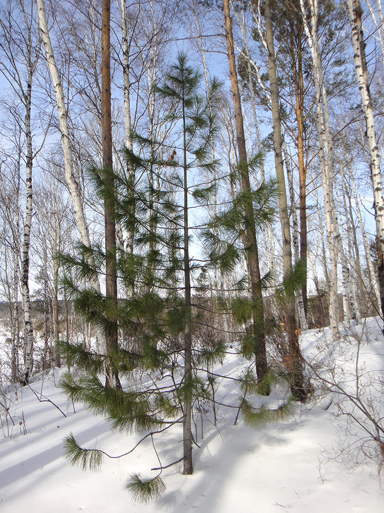 Image of Pinus sibirica specimen.