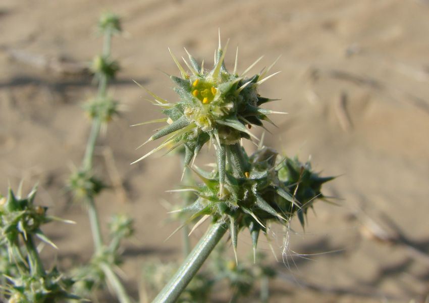 Image of Horaninovia ulicina specimen.