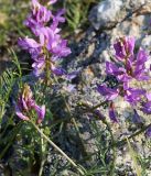 Oxytropis coerulea. Верхушки побегов с соцветиями. Иркутская обл., Ольхонский р-н, окр. базы Чара. 27.06.2014.