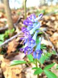 Corydalis turtschaninovii