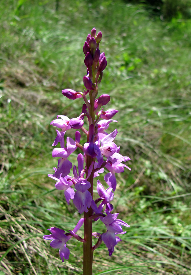 Image of Orchis mascula specimen.