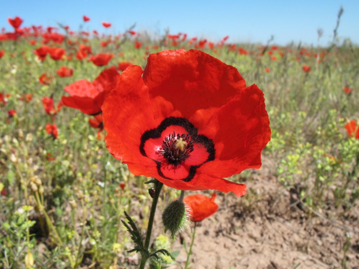 Image of Papaver pavoninum specimen.