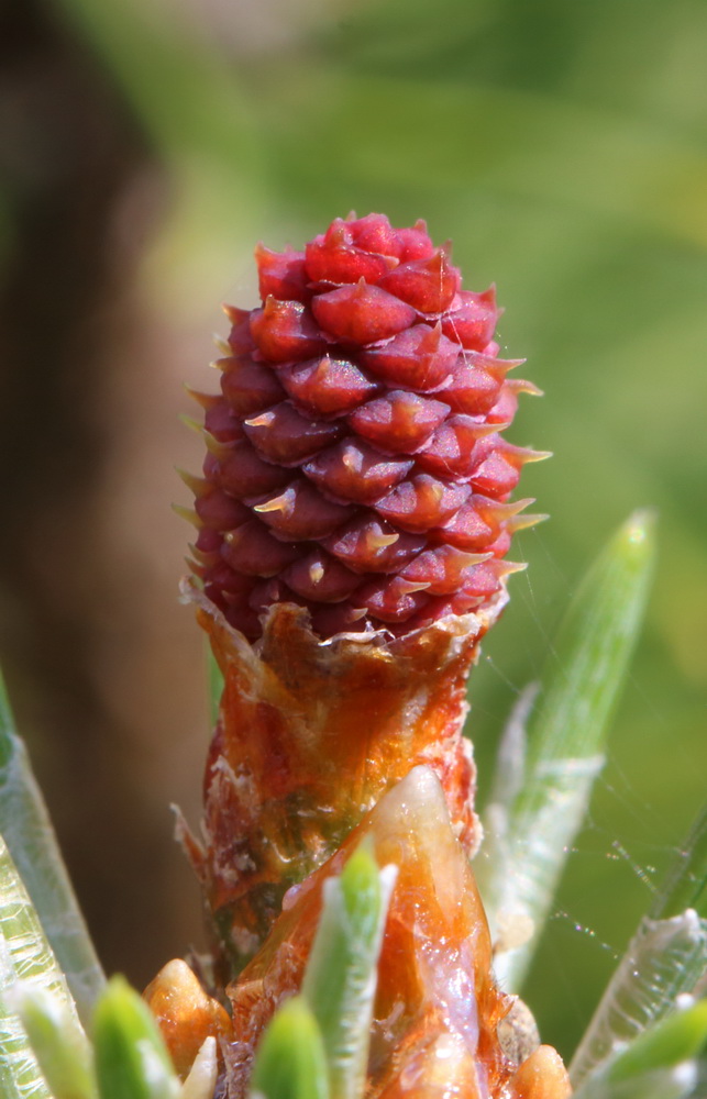 Image of Pinus contorta specimen.