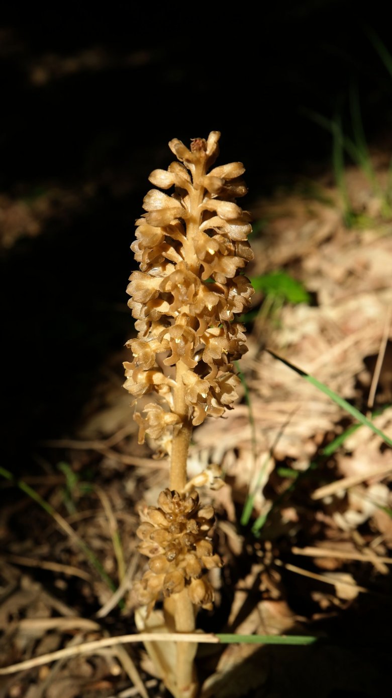 Image of Neottia nidus-avis specimen.