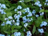 Myosotis alpestris