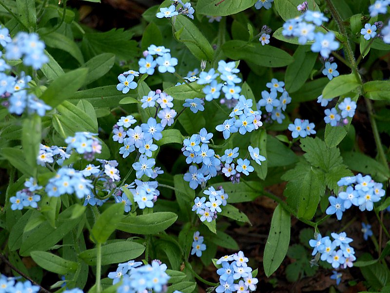 Изображение особи Myosotis alpestris.