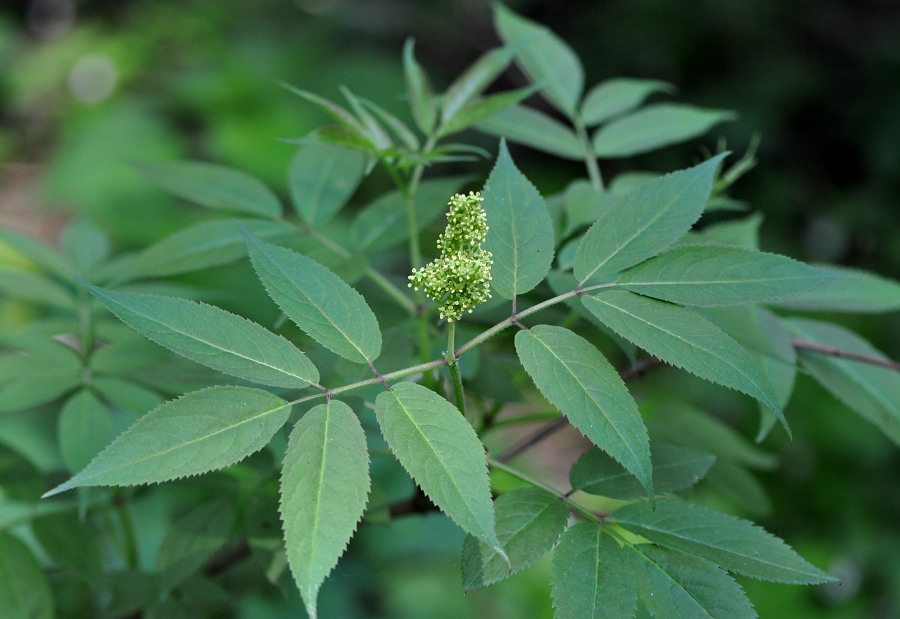 Image of Sambucus racemosa specimen.