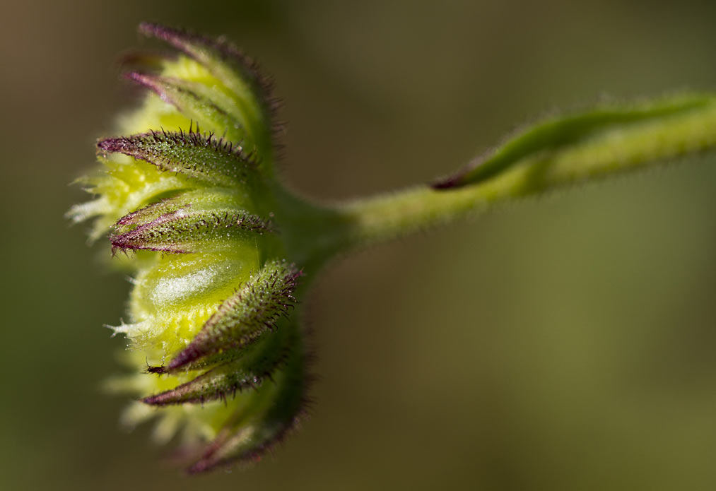 Image of Calendula arvensis specimen.