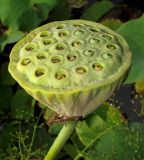 Nelumbo komarovii