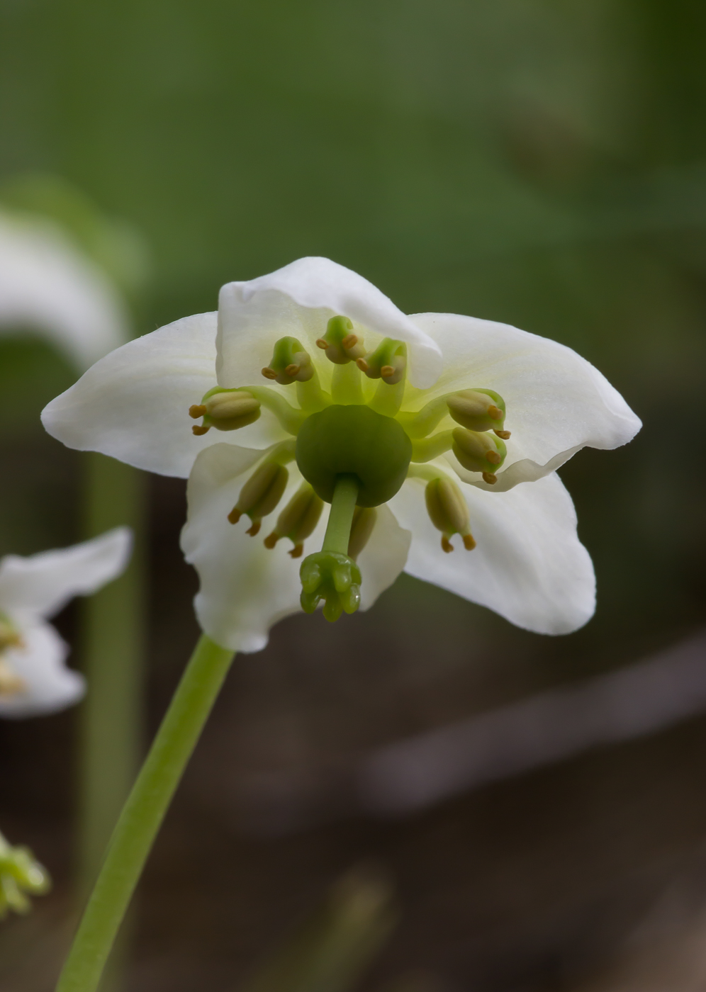 Image of Moneses uniflora specimen.