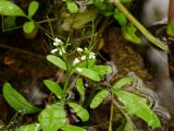 Cardamine regeliana. Верхушка цветущего и плодоносящего растения. Приморье, Партизанский р-н, окр. пос. Лозовый, в ручье. 03.10.2015.