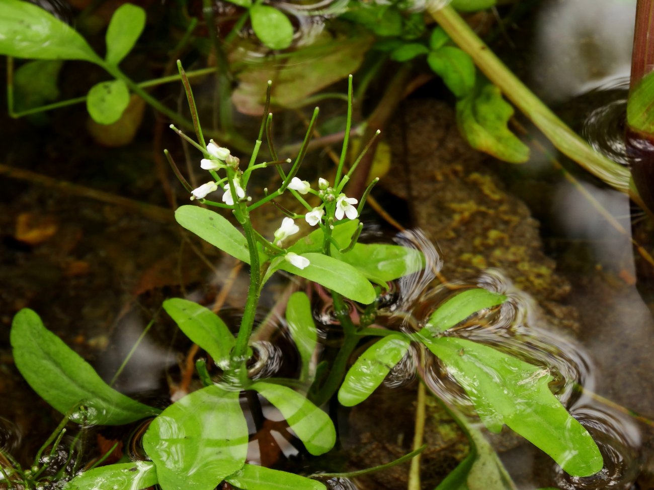 Изображение особи Cardamine regeliana.