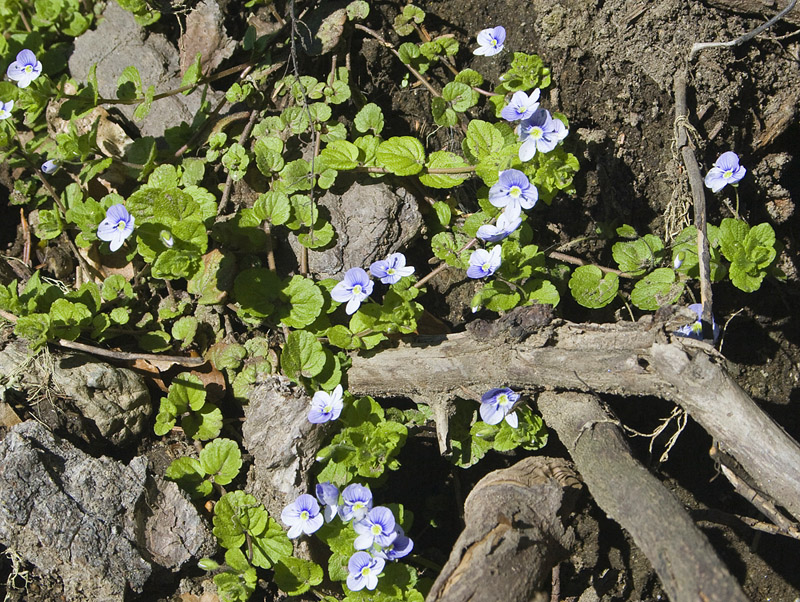 Image of Veronica filiformis specimen.